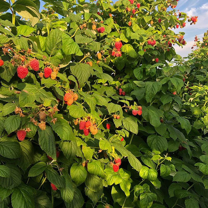 Framboises