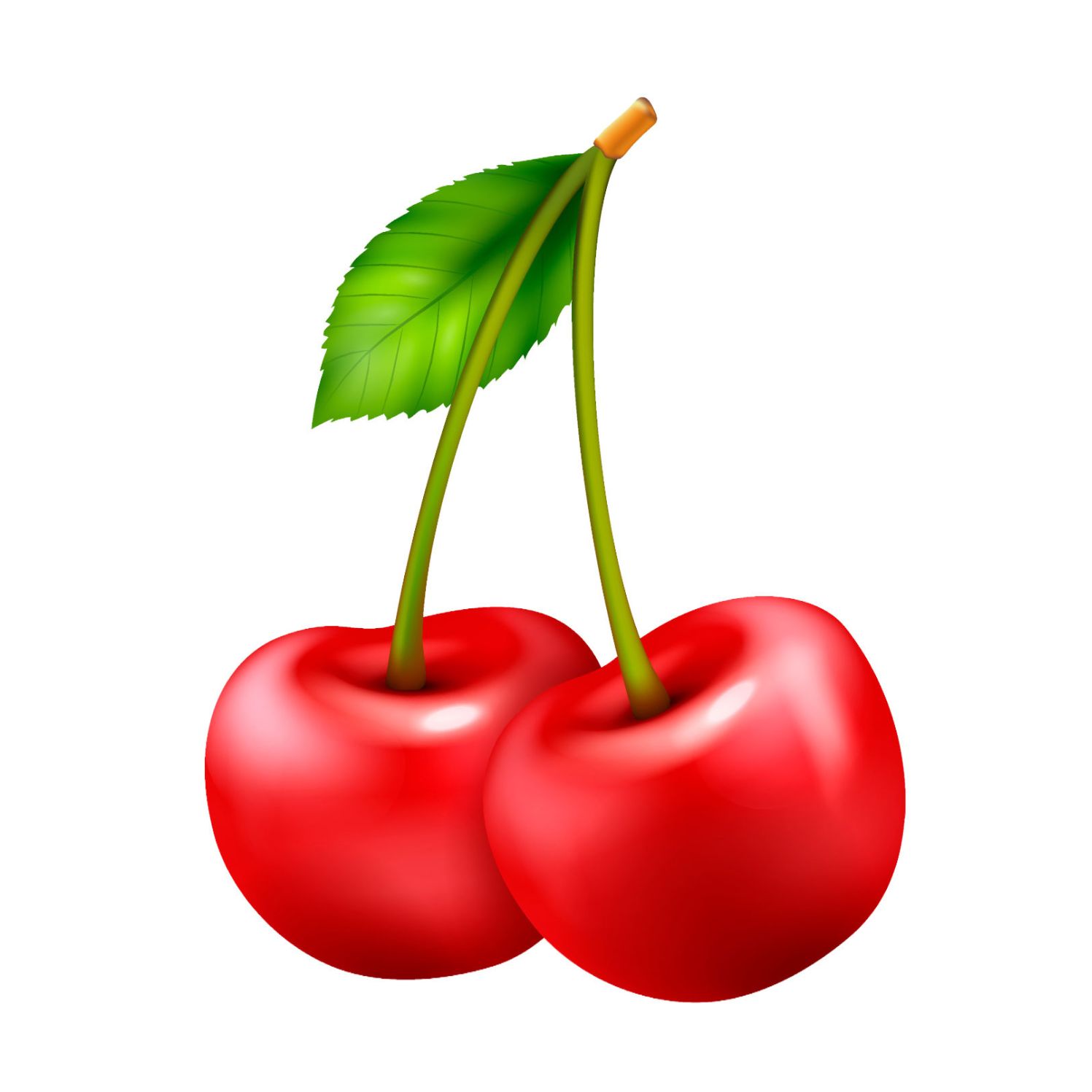 Cerises griottes bien rouges suspendues sur une branche