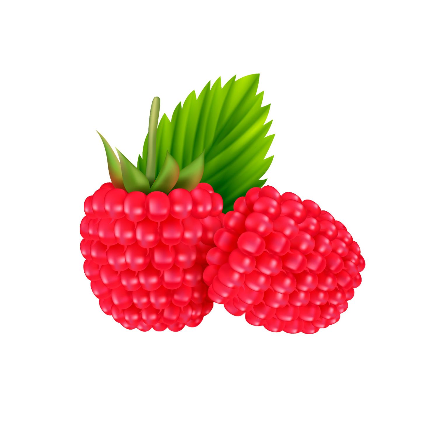 Framboises rouges juteuses sur leurs plants en pleine saison